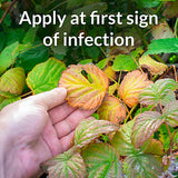 Safer’s® Defender Garden Fungicide Ready-to-Use Spray III – 1 L